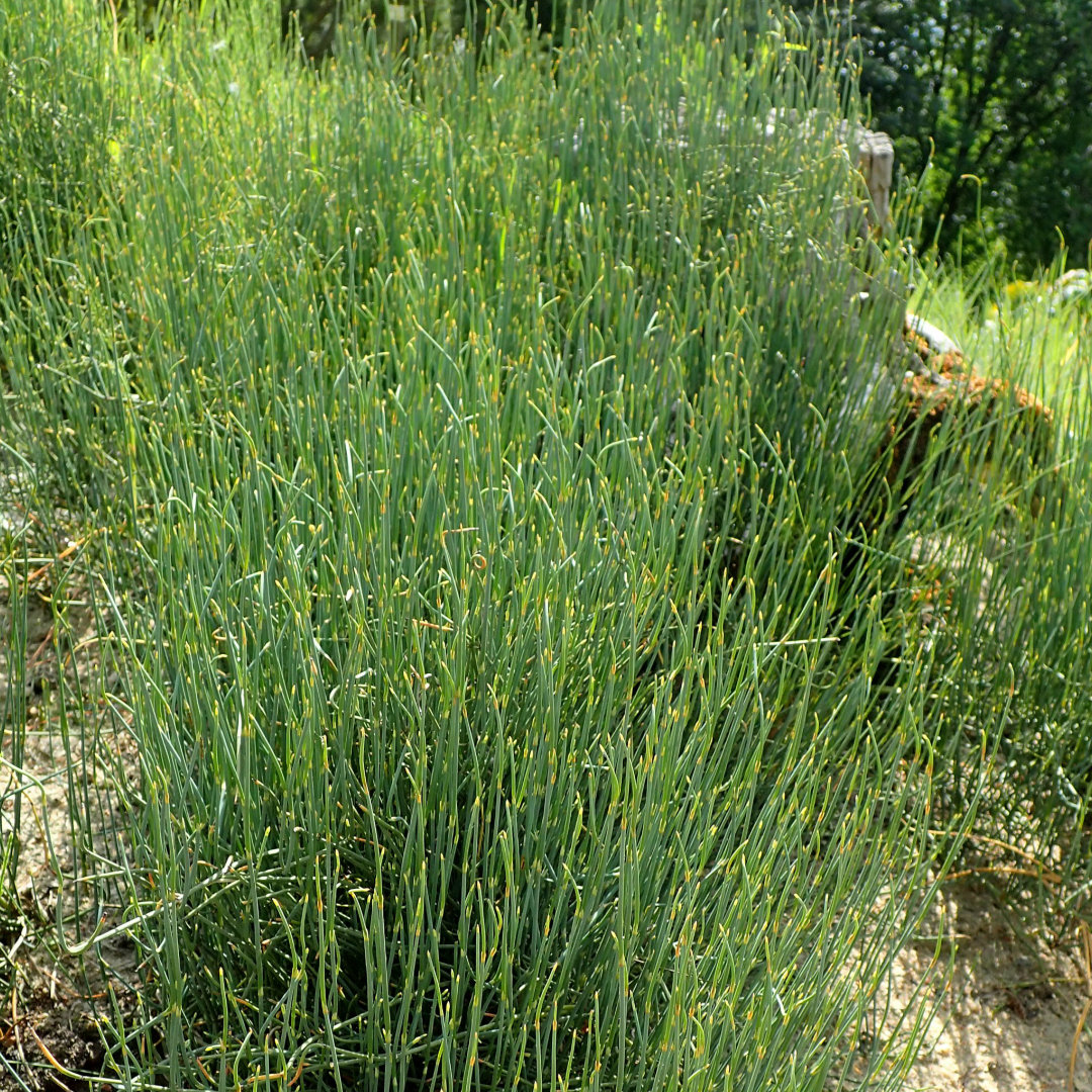 Ephedra sinica plant growing in the wild. Acupuncture- Health Wellness Articles- Studio City, Toluca Lake, CA