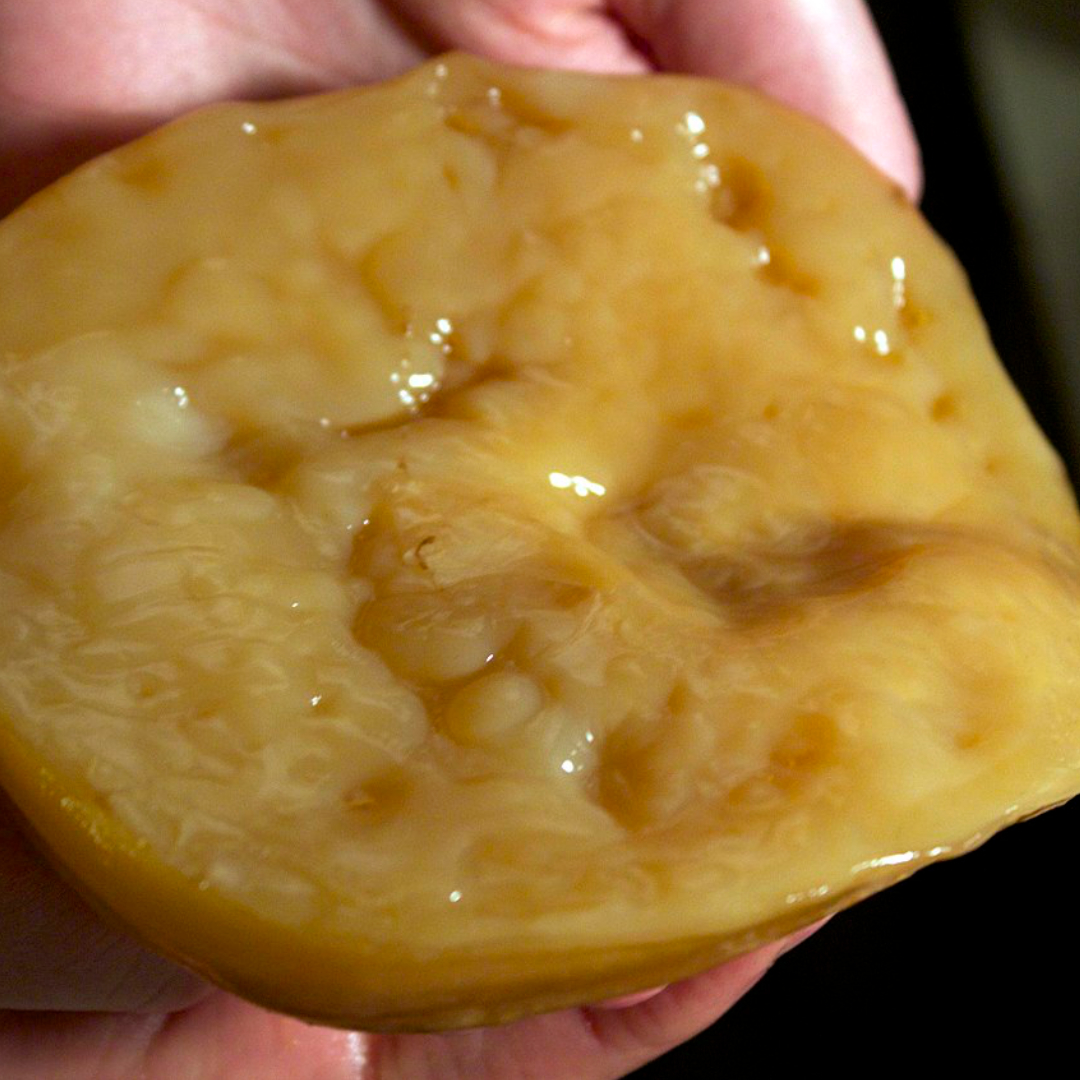 A hand holding a small blob of SCOBY.