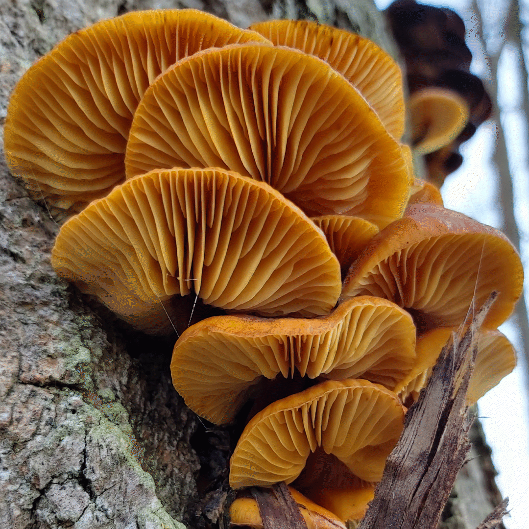 Mushrooms growing on the bark of a tree.