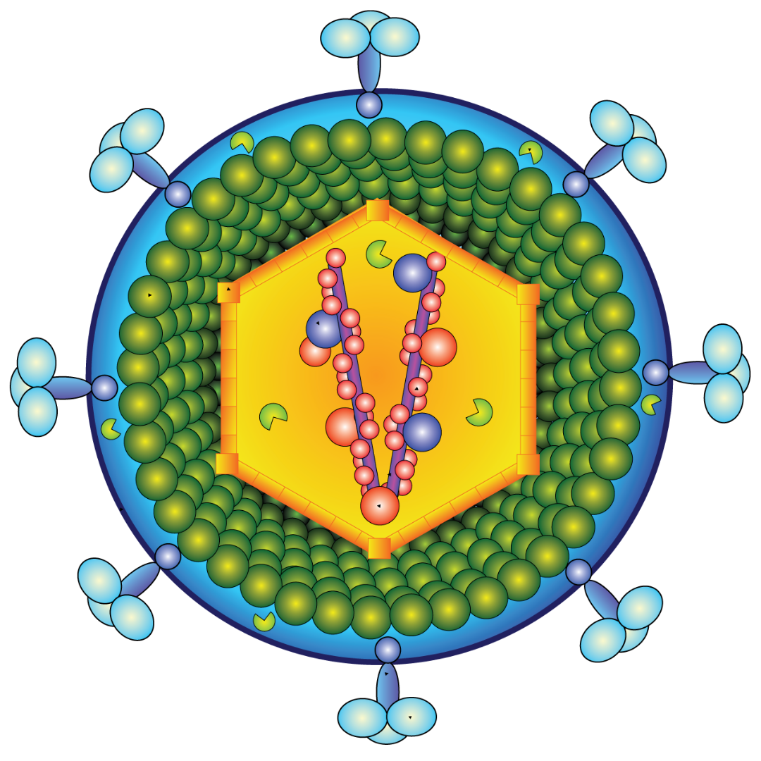 Computer drawing of retrovirus
