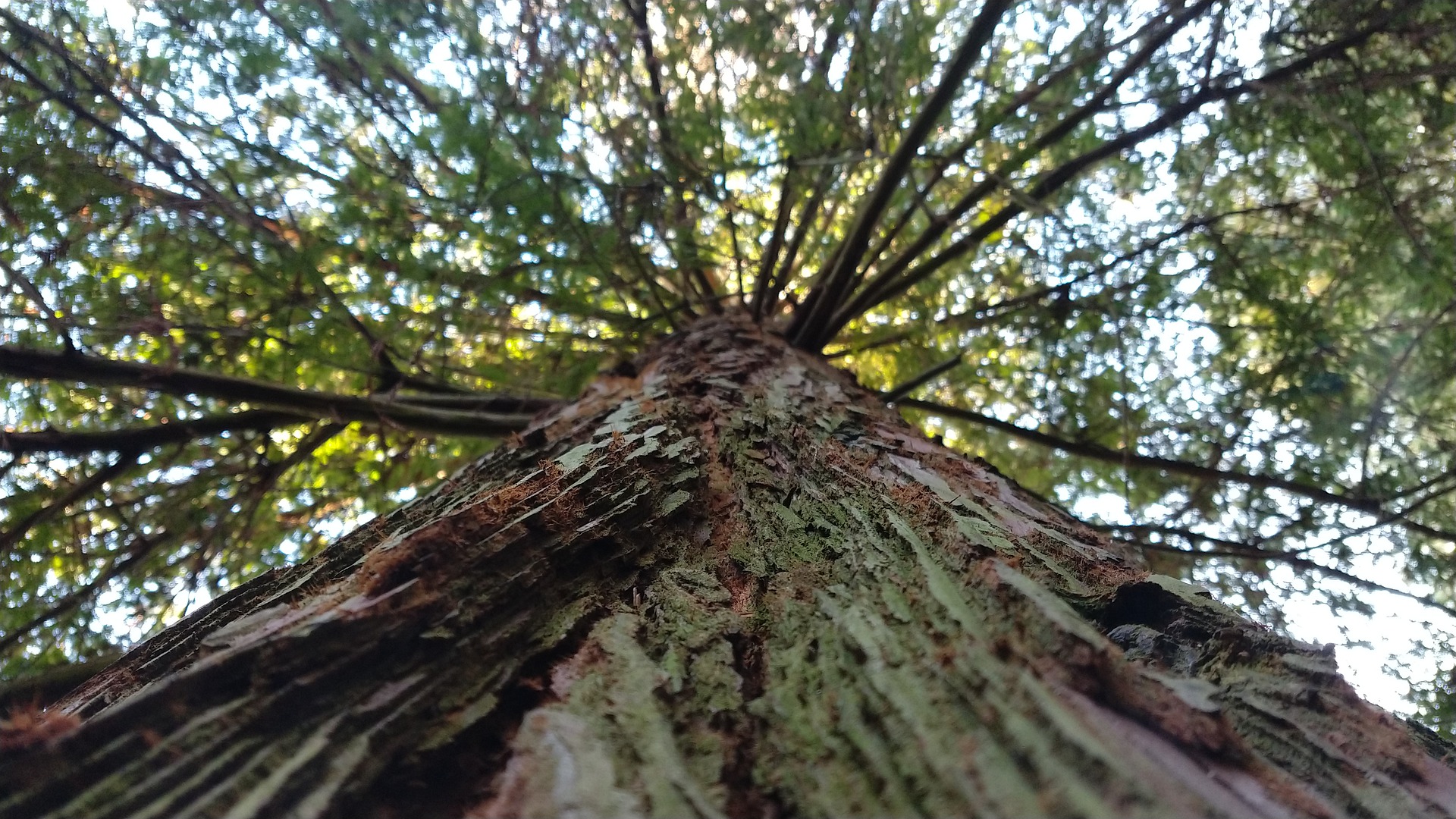 trunk of redwood tree